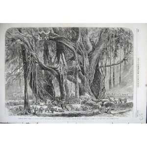  1862 Cotton India Convoy Rewah Encampment Banyan Tree 