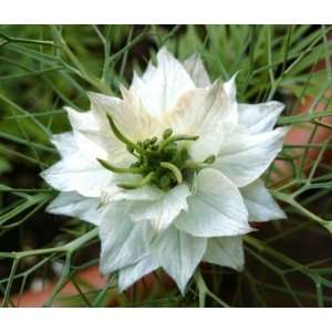 com Black Cumin Nigella Sativa Roman Coriander White 25 Flower Seeds 