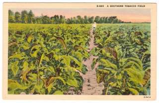 This is a linen postcard of a southern tobacco field, ashville #E 5414 