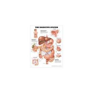 PT# 1587790068 Digestive System Anatomical Chart by Anatomical Chart 