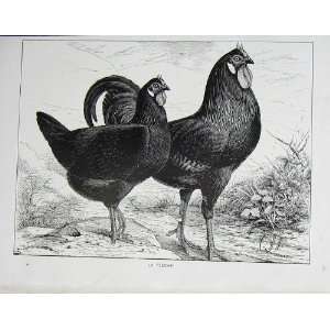   1902 Poultry La Fleche Birds Ornithology Lewis Wright