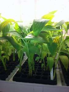 Musa Siam Ruby, Live Banana Plant, Tissue Cultured Plugs 10 15 tall 
