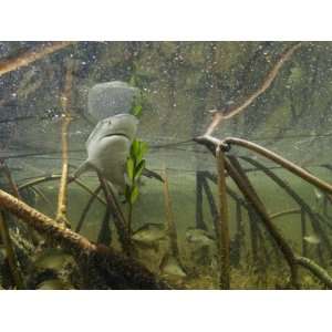  A lemon shark pup swims among mangrove roots Photographic 