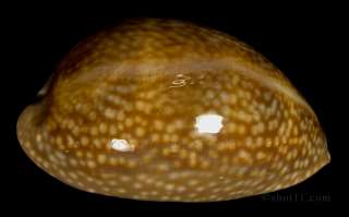 Cypraea cervus 97.4mm GEM INTERESTING PRECIOUS Florida Seashell  