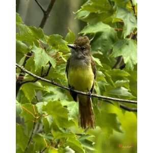  Great Crested Flycatcher