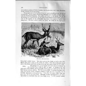  NATURAL HISTORY 1894 PAMPAS DEER SOUTH AMERICA ANIMAL 