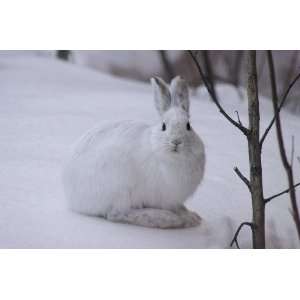  Snowshoe Rabbit Taxidermy Photo Reference CD Sports 