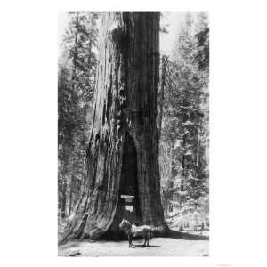  View of General Sherman Tree with Horse   Sequoia National 
