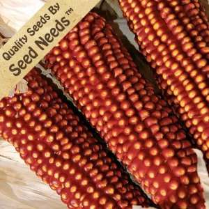  50 Seeds, Ornamental Corn Bloody Butcher (Zea mays) Seeds By Seed 