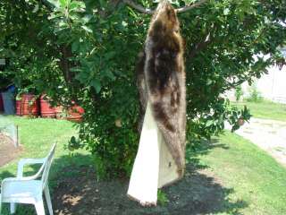 Super Blanket Beaver pelt garment tan wild fur ~Nice~  
