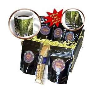 Florene Trees   Palm Frounds In Breeze   Coffee Gift Baskets   Coffee 