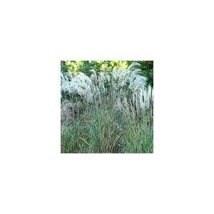   sinensis Huron Star PP#22,468 Perennial Plant Patio, Lawn & Garden
