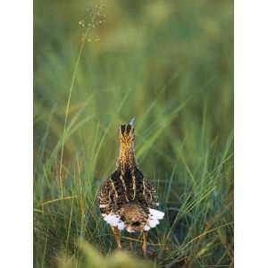  Long Billed Bird Standing Amid Tall Grasses Stretched 