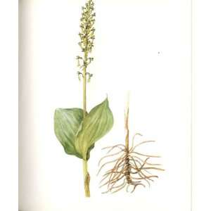  Perrin Ltd Ed 1914 Flowering Plant The Tway Blade