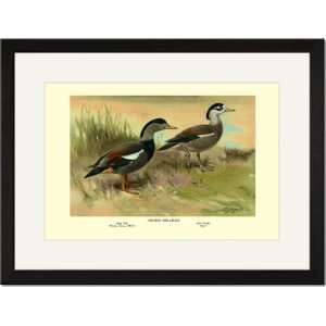   Framed/Matted Print 17x23, Crested Sheldrake Ducks