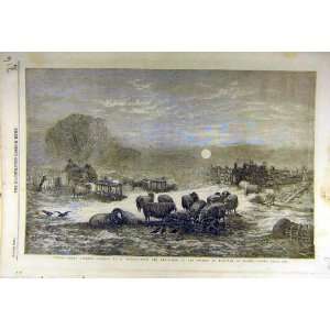 1857 Winter Sheep Duncan Fine Art Water Colour Print