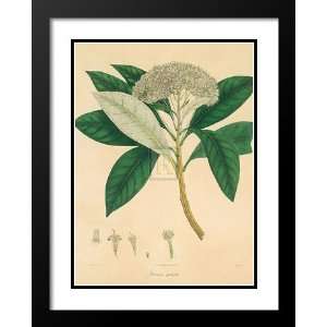 Wallich Framed and Double Matted 33x41 Unpublished East Indian Plants 
