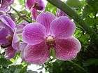 Orchid Greenhouse cd Culture 15 bks Farming Orchids Management Stud 
