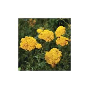  Parkers Variety Yarrow Patio, Lawn & Garden