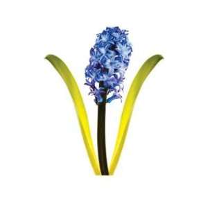  Hyacinthus Orientalis by joSon. Size 11 inches width by 