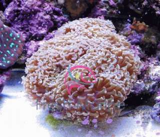 Anchor Coral Hammer Coral Wall Coral, Live Salt Water Coral  