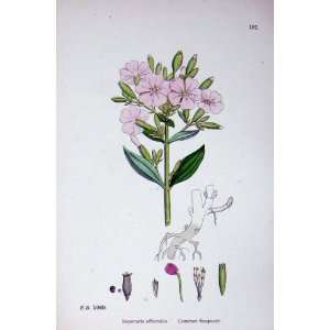  Common Soapwort Saponaria Botany Plants C1902 Flowers 