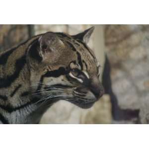  Ocelot Taxidermy Photo Reference CD