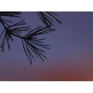  Close Up Silhouette of Needles on Larch Tree at Dusk 