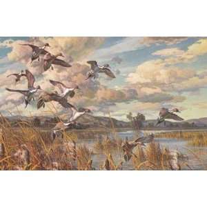  Harry Curieux Adamson   Winging In Pintails