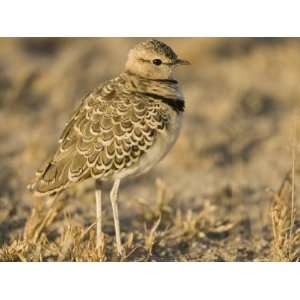  Two Banded Courser, Rhinoptilus Africanus, Namibia, Africa 