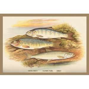  Young Trout, Salmon Parr. and Smelt 20x30 poster
