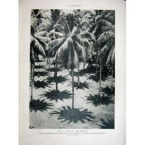  1934 French Sculpture Sainte Chapelle Polynesienne Tree 