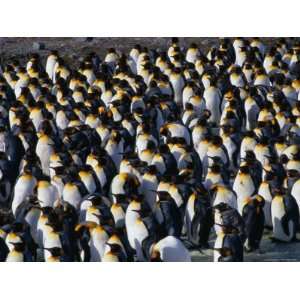 Colony of the King Penguin in St. Andrews Bay, the Largest Penguin 