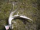 TAXIDERMY AWSOME DOUBLE TINE W T DEER 16 PT ANTLER LOOK  