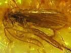 CADDISFLIES in Genuine BALTIC AMBER Stone 6gr  30%