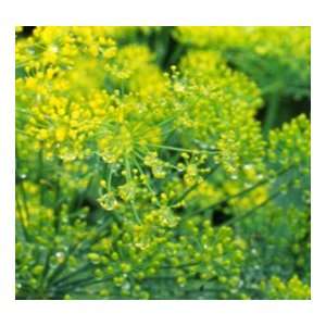  Heirloom Herbs Dill Bouquet   100 Seeds Patio, Lawn 