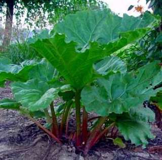 Macdonald Red Rhubarb Plant   The Pie Plant   Hardy  