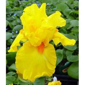   Picasso Moon Bearded Iris Perennial   Potted Patio, Lawn & Garden