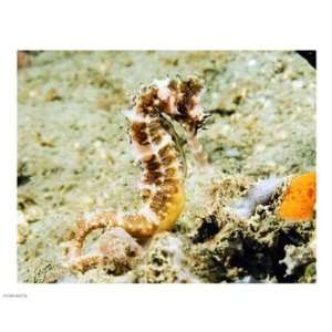  Hippocampus Histrix (Thorny seahorse) 10.00 x 8.00 Poster 