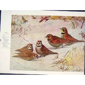  Birds Lark Color Old Print Fine Art 1939 Horned Prairie 