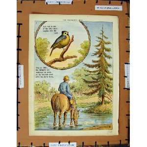  C1950 Nursery Rhyme FarmerS Boy Bird Horse River Plate 
