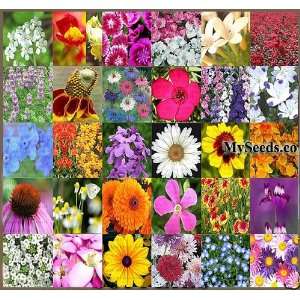  4 oz PERENNIAL Wildflower SEEDS mix 100% seed FRAGRANT MIX 
