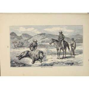  Hunter Hunted Hunting Lion Lions Horse Horses Old Print 