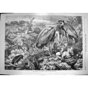 1868 Heronry Birds Herons Didlington Park Norfolk
