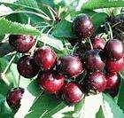 BING CHERRY  DWARF   10 12    INCH SEEDLINGS     FRUIT TREE 