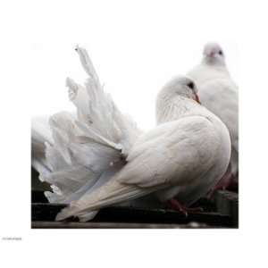  Little White Dove, Colchester Zoo Poster (10.00 x 8.00 