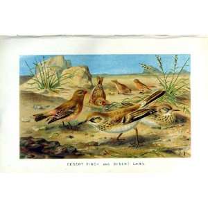   NATURAL HISTORY 1894 95 DESERT FINCH LARK BIRDS COLOUR