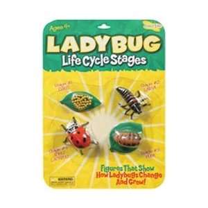  Insect Lore Life Cycle Stages Ladybug; 3 Items/Order 
