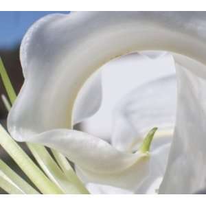  Lily, Limited Edition Photograph, Home Decor Artwork 