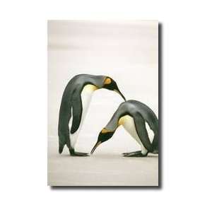  King Penguins In Courtship Bow Saunders Island Falkland 